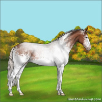 Horse Color:White Spotted Silver Bay Roan 