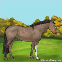 Horse Color:Liver Red Dun 