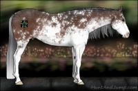 Horse Color:Brown Sabino 