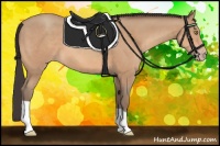 Horse Color:Amber Champagne 