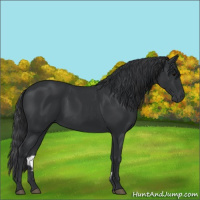 Horse Color:Black 