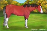 Horse Color:Bay Splash 