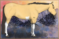 Horse Color:Buckskin Tobiano 