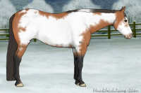 Horse Color:Bay Frame Appaloosa 