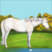 Horse Color:White Spotted Cremello Tobiano