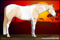 Horse Color:Buckskin Pearl Splash Tobiano 