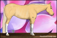 Horse Color:Palomino Rabicano 