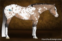 Horse Color:White Spotted Bay Dun Splash Appaloosa 