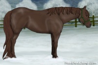 Horse Color:Liver Chestnut 