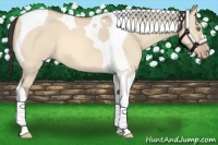 Horse Color:Amber Champagne Dun Tobiano 