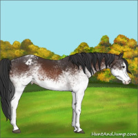 Horse Color:White Spotted Brown Sabino Appaloosa 