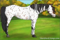 Horse Color:Brown Appaloosa 