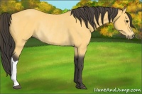 Horse Color:Buckskin Rabicano 