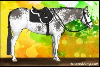 Horse Color:White Spotted Grullo 