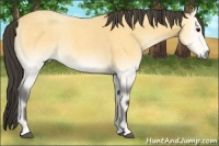 Horse Color:Buckskin Roan Onyx 