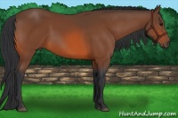 Horse Color:Bay 