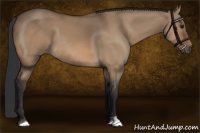 Horse Color:Bay Dun