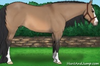 Horse Color:Bay Dun Sabino 