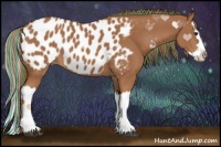 Horse Color:Painted Chestnut Splash Appaloosa 