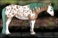 Horse Color:Painted Chestnut Splash Appaloosa Rabicano 