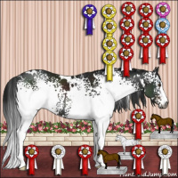 Horse Color:Gray White Spotted Brown