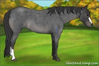 Horse Color:Blue Roan 