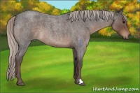Horse Color:Silver Blue Roan 