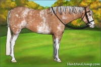 Horse Color:White Spotted Silver Bay 