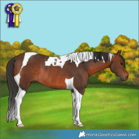 Horse Color:Brown Tobiano Rabicano