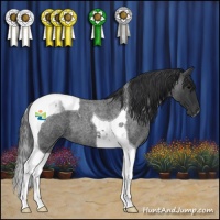 Horse Color:Blue Roan Tobiano 