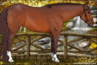 Horse Color:Chocolate Bay 