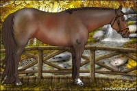 Horse Color:Liver Chestnut 