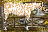 Horse Color:Buckskin Appaloosa 