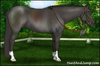 Horse Color:Smoky Black 