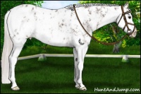 Horse Color:Silver Black Sabino Appaloosa