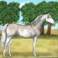 Horse Color:Liver Red Dun Mushroom Sabino Splash Rabicano