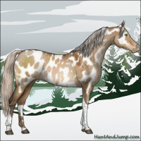 Horse Color:Gray White Spotted Silver Brown Pearl Dun Tobiano Appaloosa 