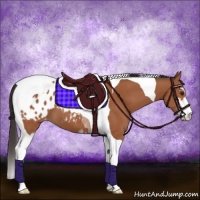 Horse Color:Bay Sabino Tobiano Appaloosa 