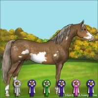 Horse Color:Chocolate Palomino Frame 