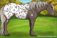 Horse Color:Silver Black Appaloosa 