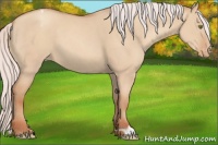 Horse Color:Silver Classic Champagne Dun Appaloosa 