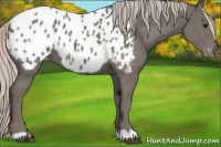 Horse Color:Silver Black Appaloosa