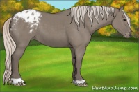 Horse Color:Silver Grullo Appaloosa