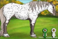 Horse Color:Silver Black Near Leopard 