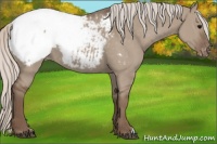 Horse Color:Silver Grullo Snowcap 