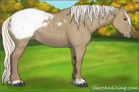 Horse Color:Silver Smoky Grullo Snowcap 