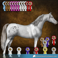 Horse Color:Smoky Black Tobiano Appaloosa