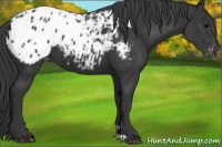 Horse Color:Black Appaloosa 