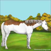 Horse Color:Gray Silver Buckskin Splash Rabicano 