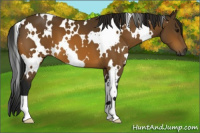 Horse Color:Gray White Spotted Buckskin 